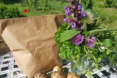 lille buket med køkkenurter til nyopgravede kartofler