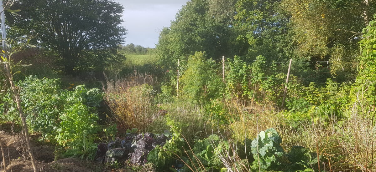 Das Glück ist grün